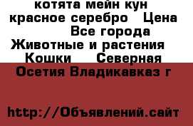 котята мейн кун, красное серебро › Цена ­ 30 - Все города Животные и растения » Кошки   . Северная Осетия,Владикавказ г.